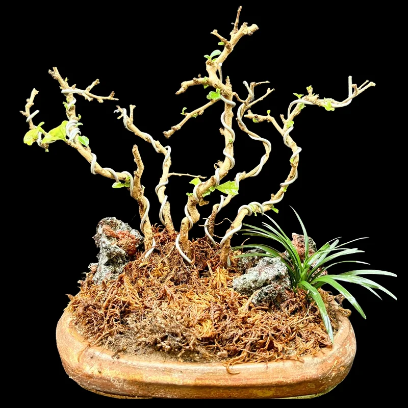 CARMONA MICROPHYLLA WAX MALPIGHEA
